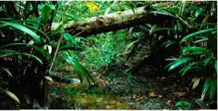 Biogeochemical Consequences of Hydrologic Conditions in Isolated Stands of Terminalia Cattapa in the Rainforest Zone of Southern Nigeria